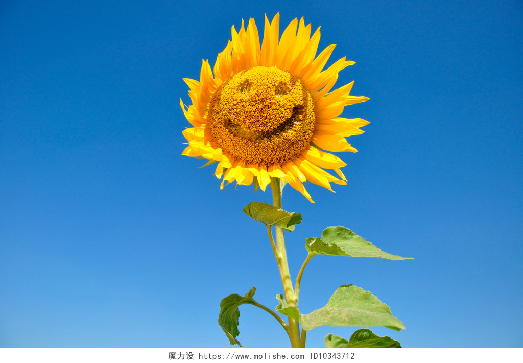 蓝天下盛开的向日葵带着微笑的向日葵